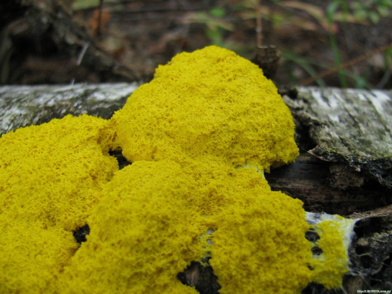 Акразиевые слизевики