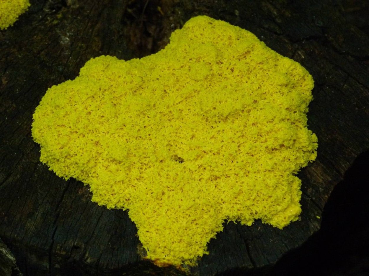 Слизевик Фулиго гнилостный