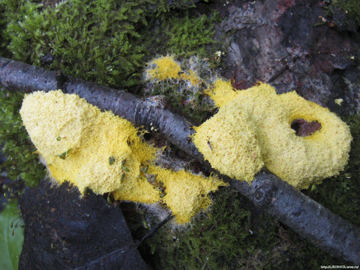 Слизевик Фулиго Моховой