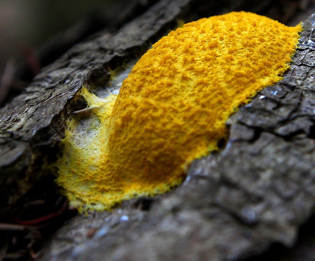 Слизевик Фулиго Моховой