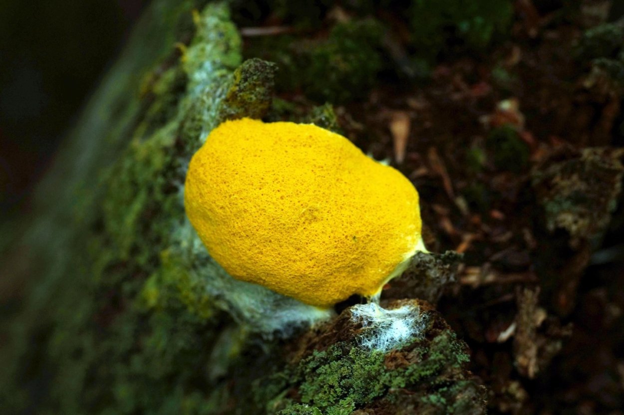 Слизевик Фулиго