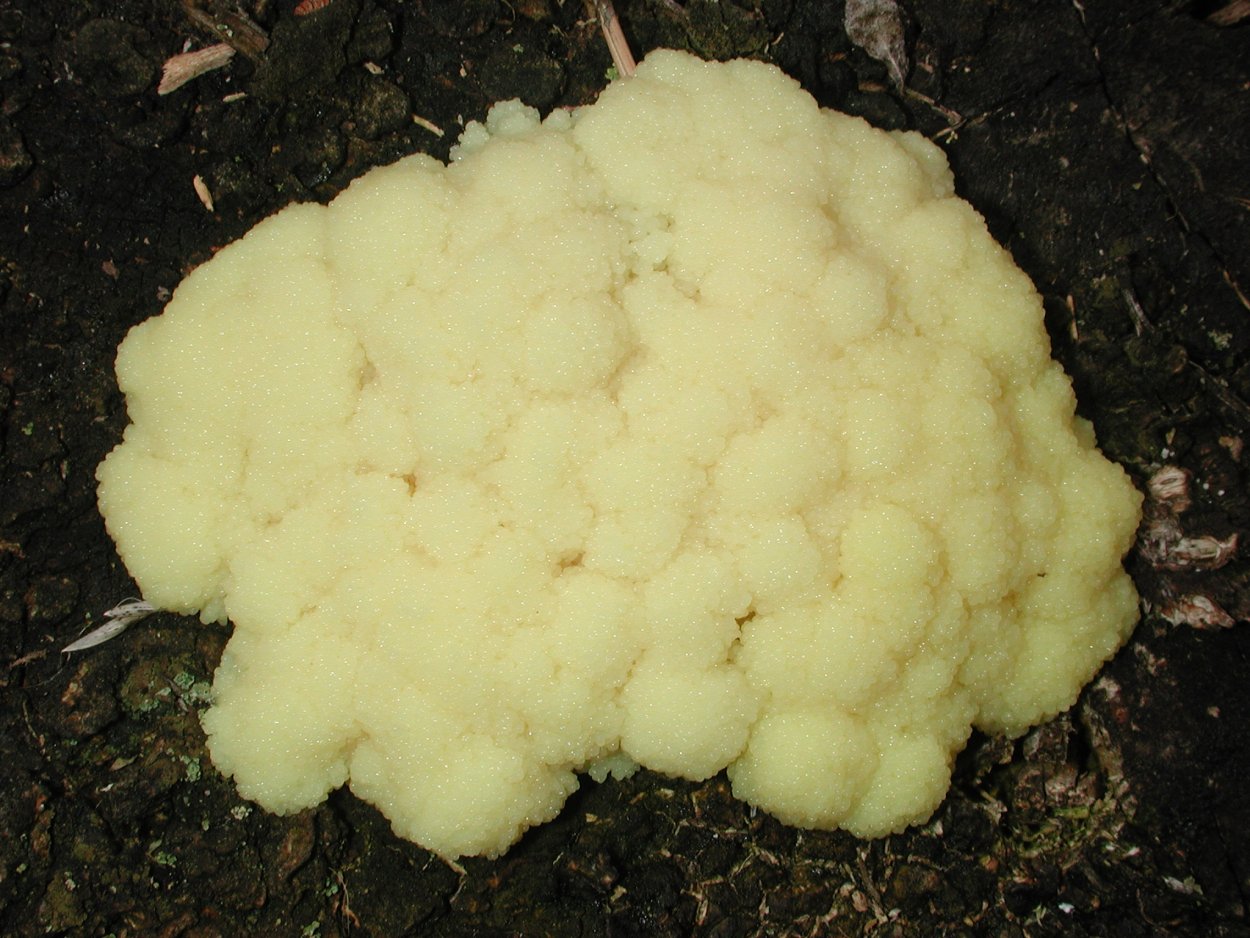 Фулиго септический