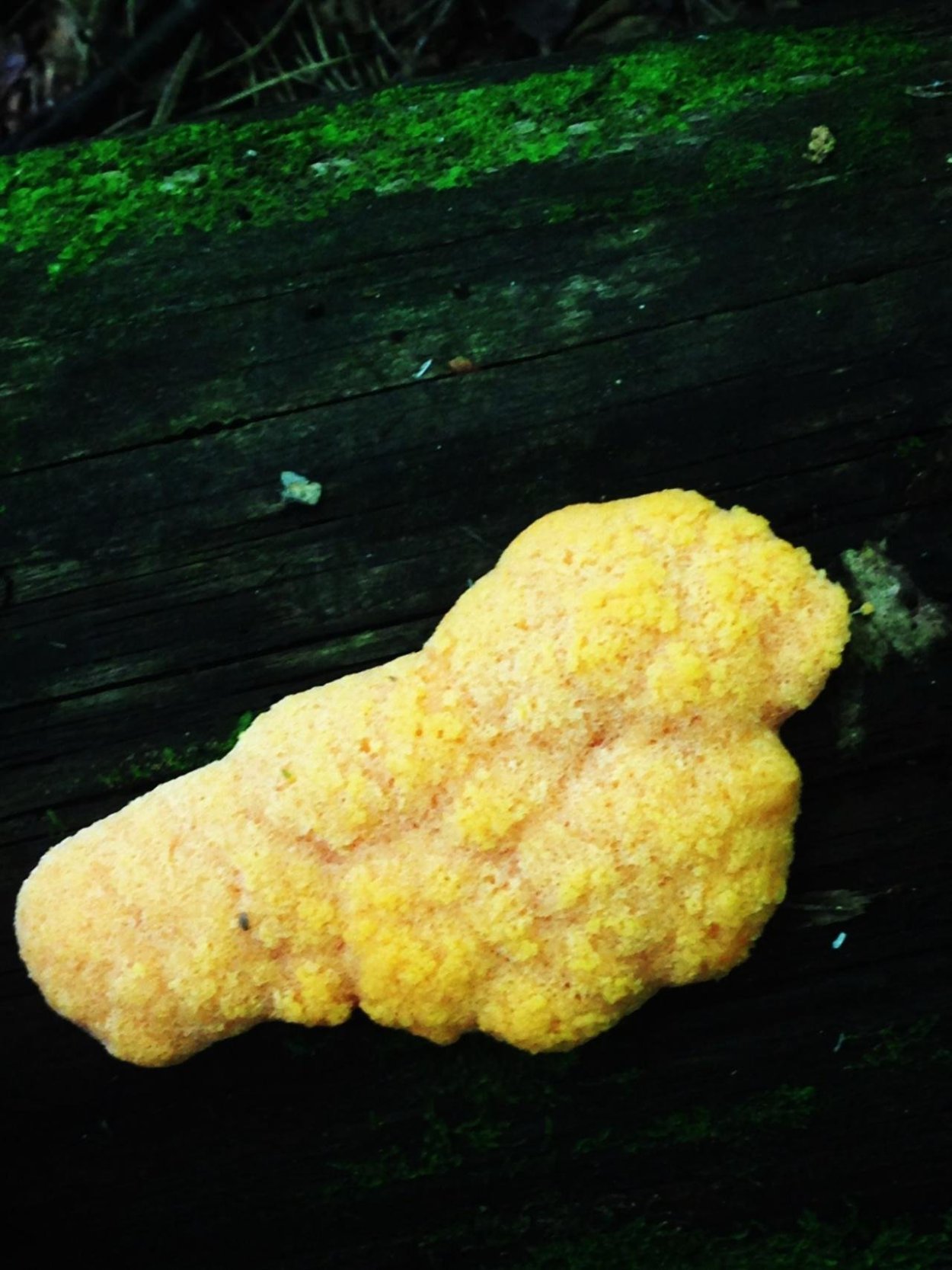 Фулиго гнилостный Fuligo septica