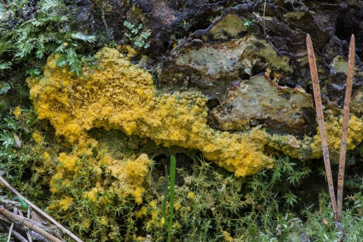 Fuligo septica,,слизевик