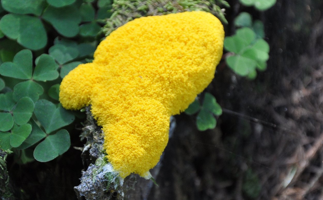 Фулиго гнилостный плазмодий