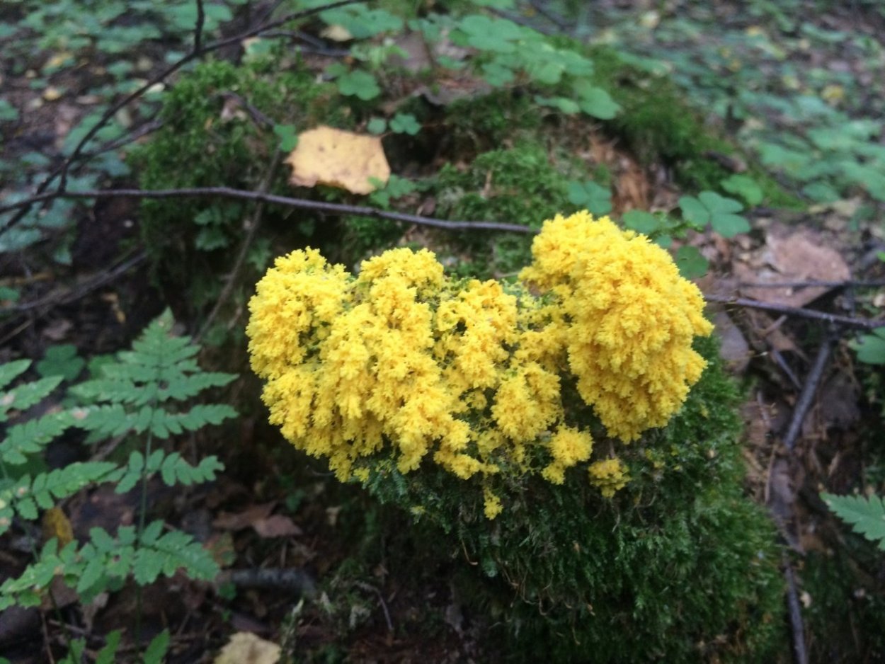 Гриб Фулиго