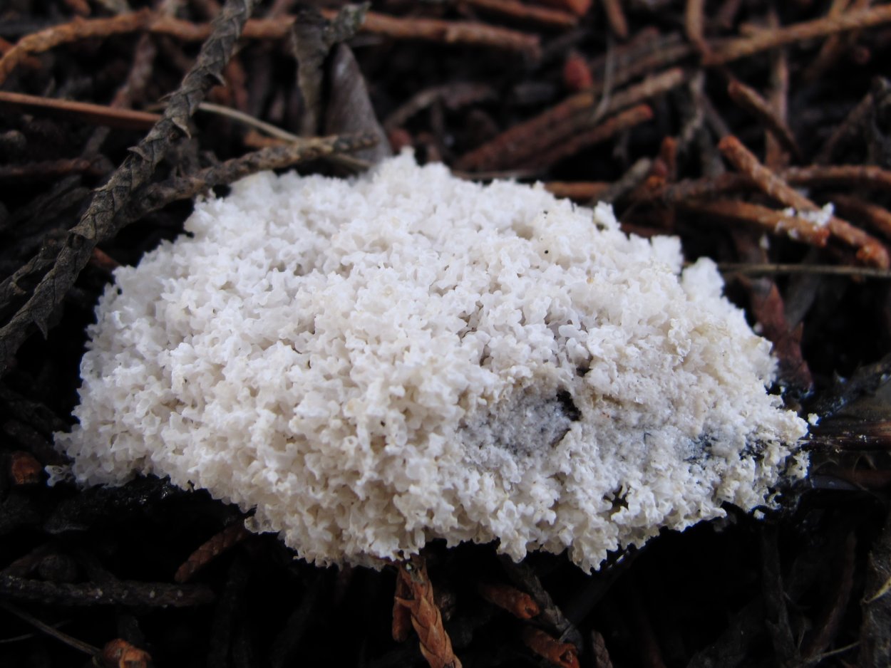 Фулиго промежуточный