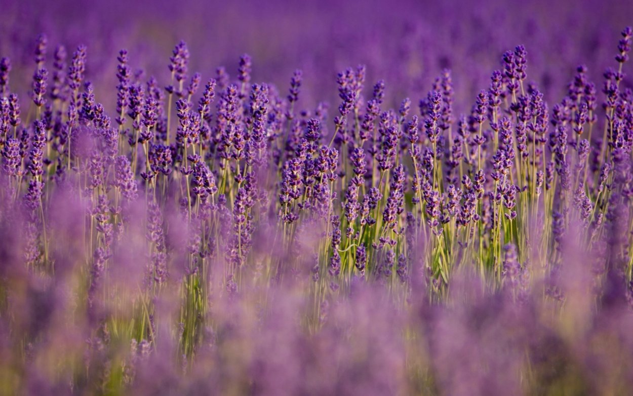 Длинная фиолетовая трава