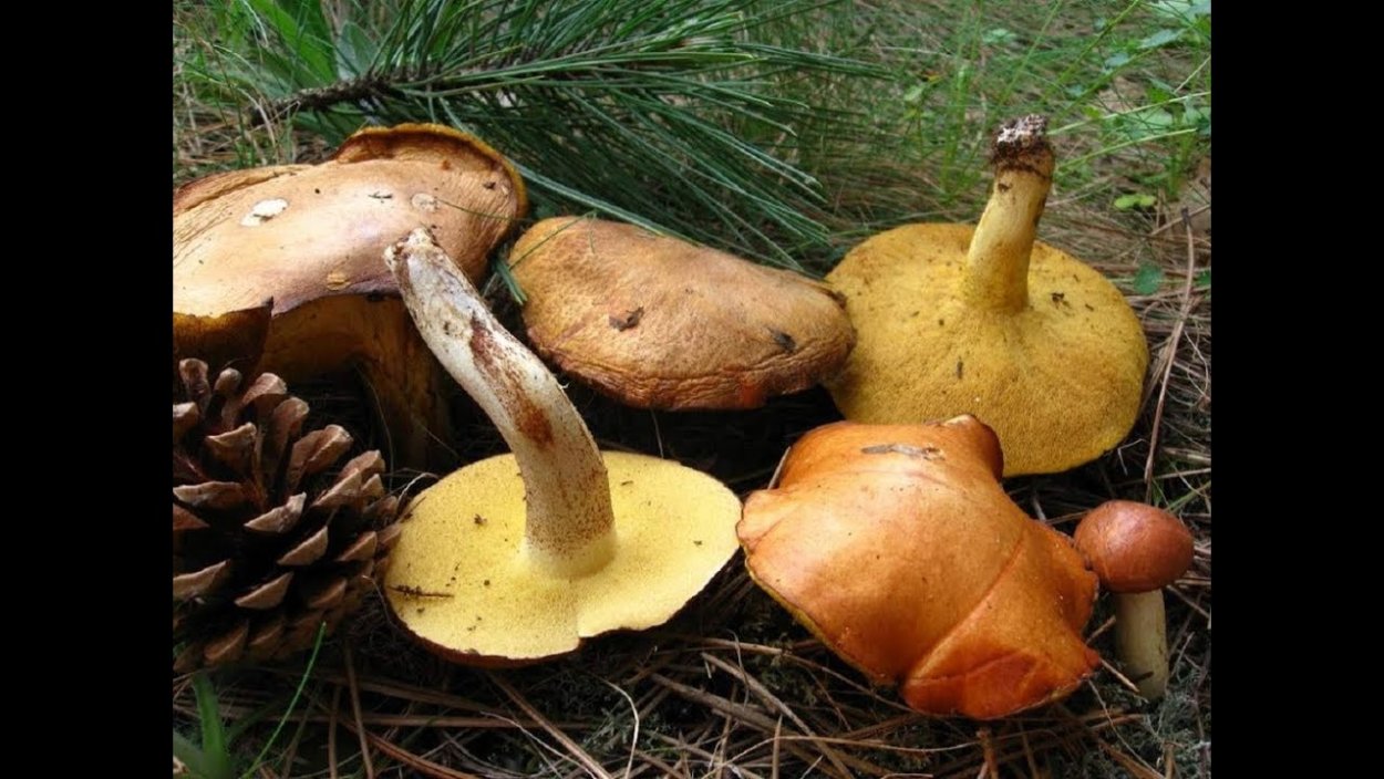 Маслюки грибы