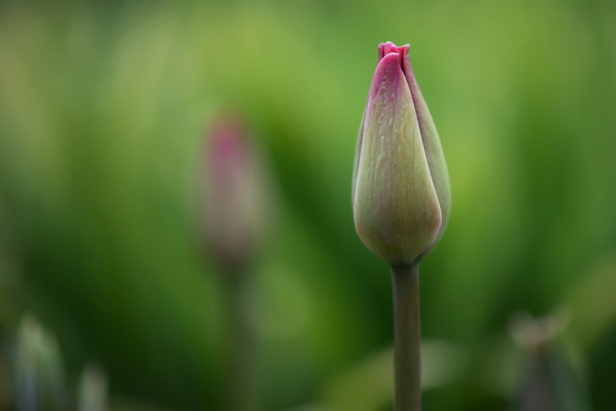Корень лесного тюльпана