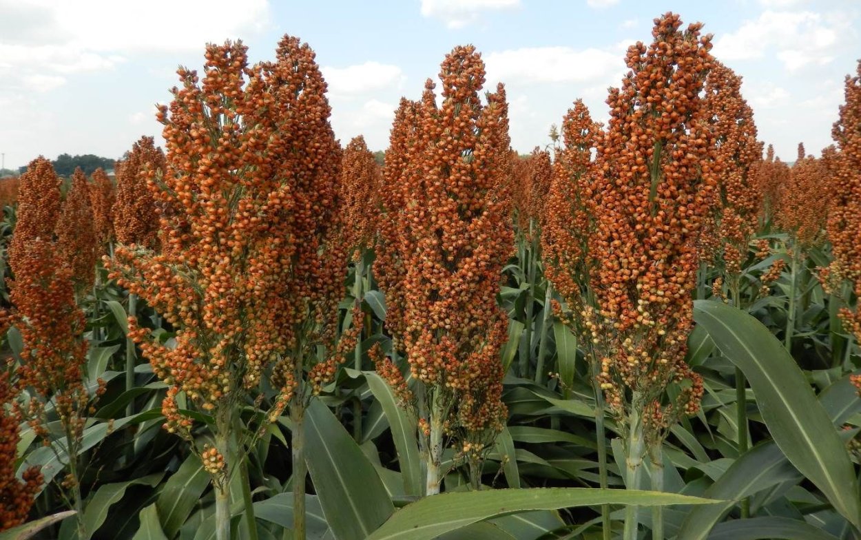 Сорго сахарное (Sorghum saccharatum)