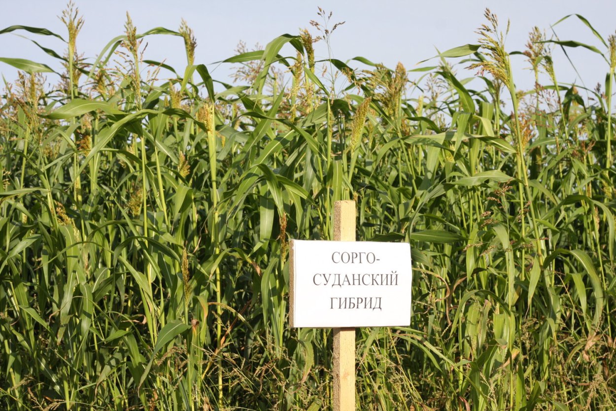 Сорго суданковый гибрид семена