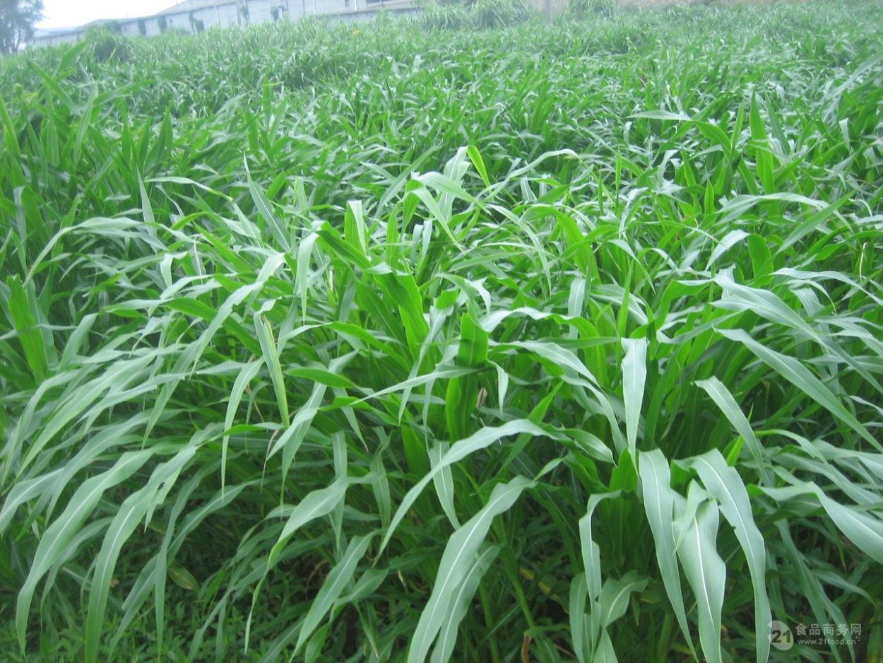 Трава суданка фото