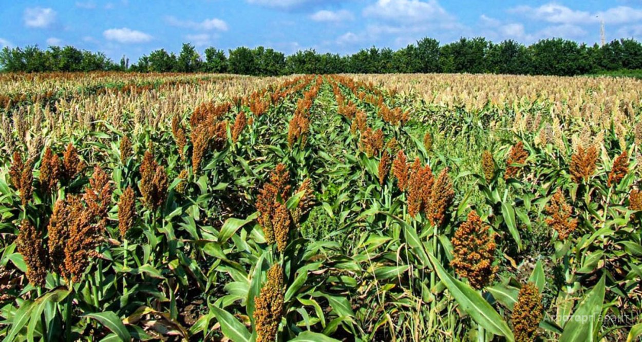 Сорго суданский гибрид