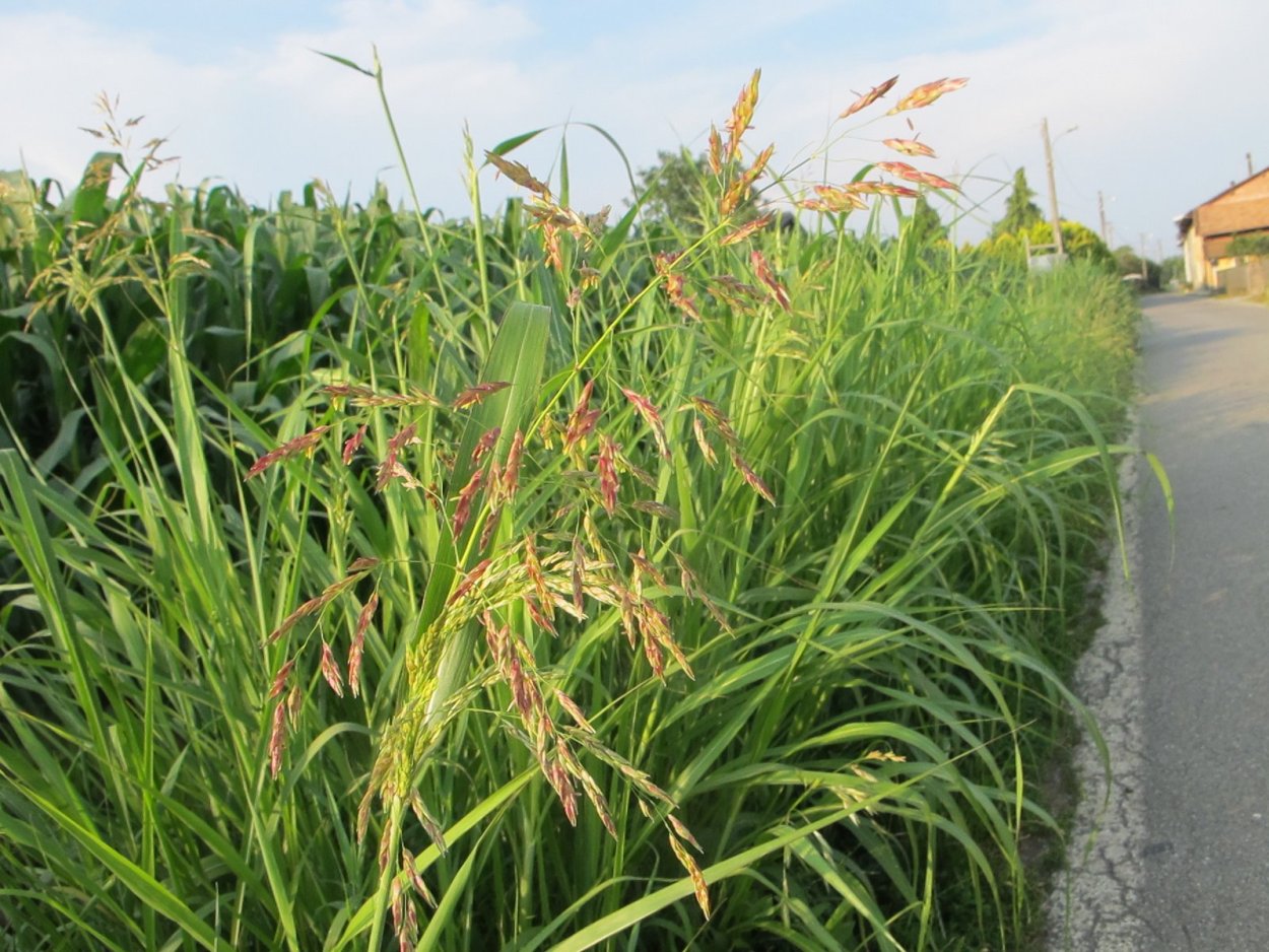 Суданская трава, травянистое сорго.