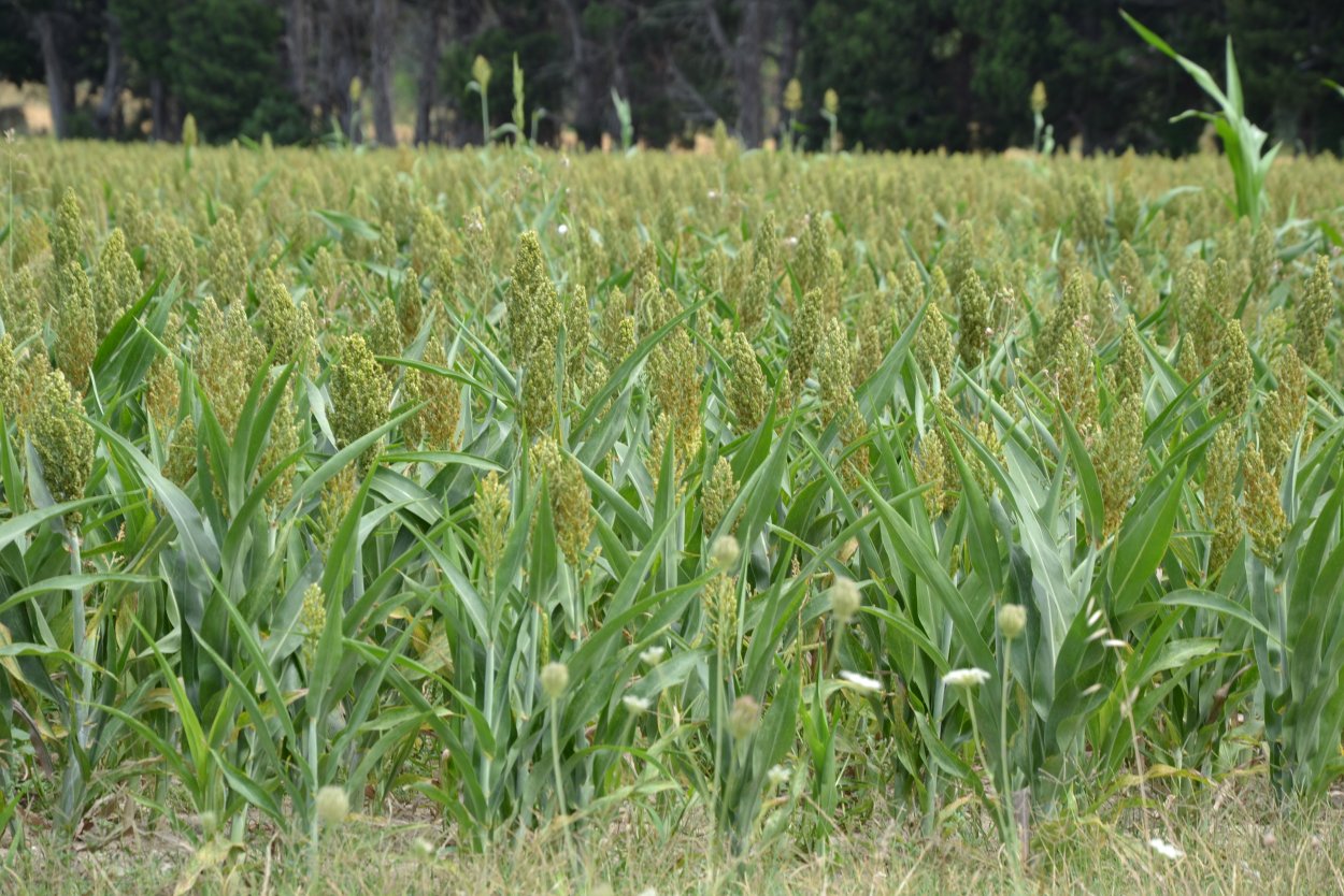 Дикая суданка