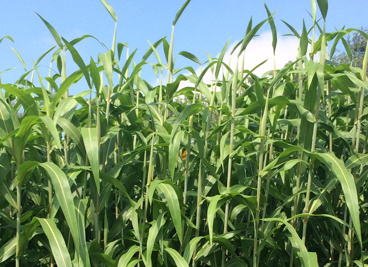 Куст суданки