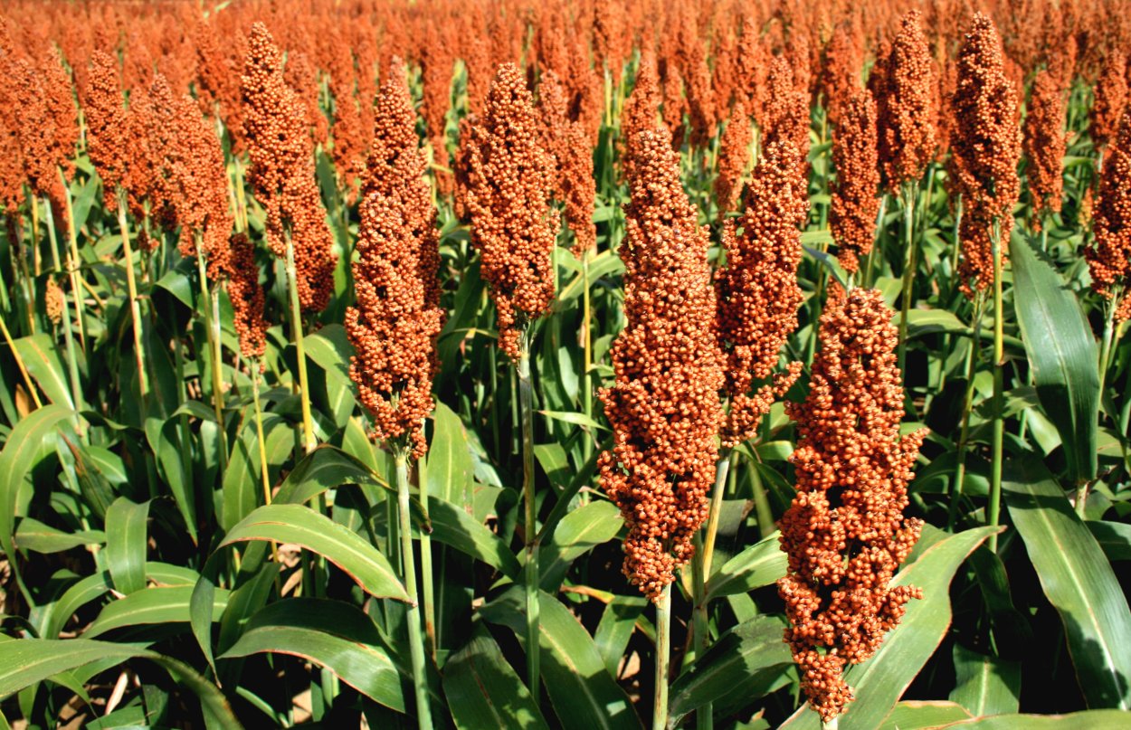 Сорго суданка