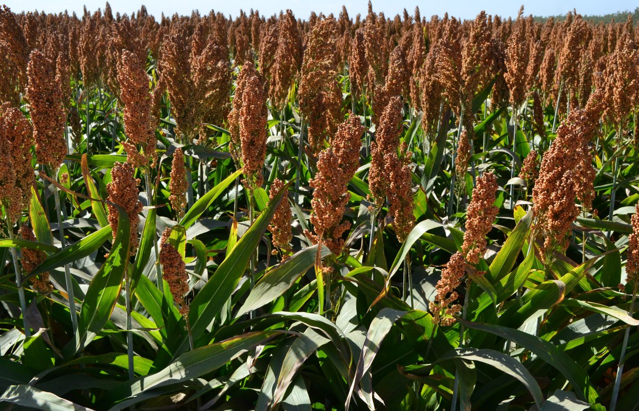 Трава на рабочий стол