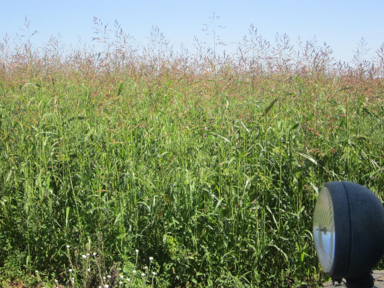 Сорго джугара