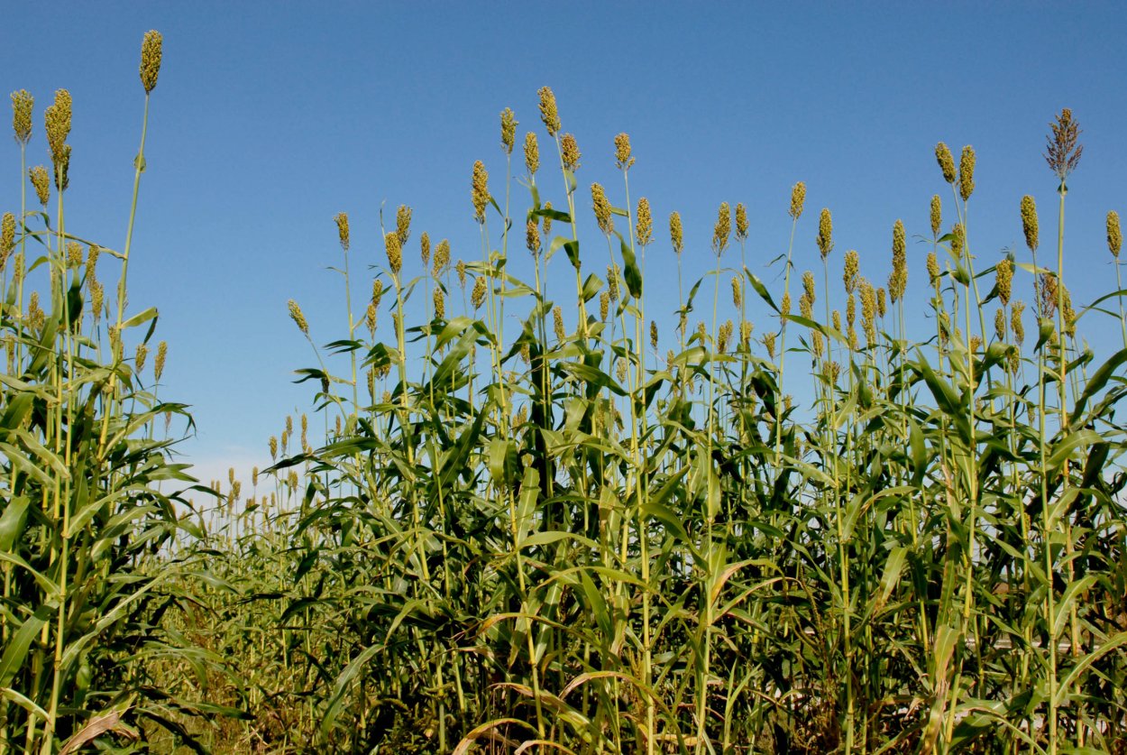 Силосная суданка