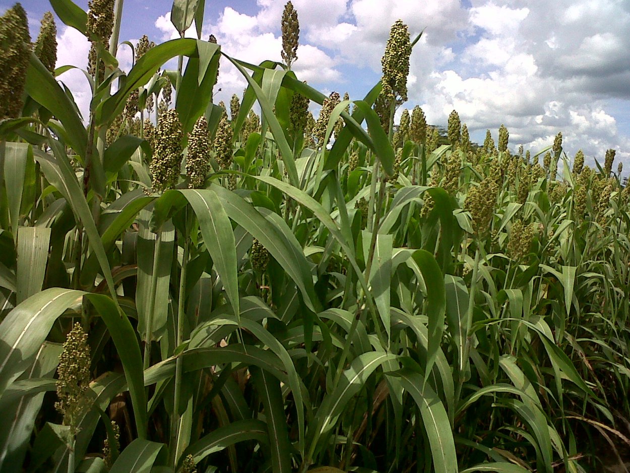 Гаолян сорго