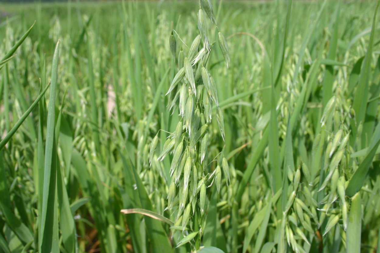 Сорго Обыкновенное