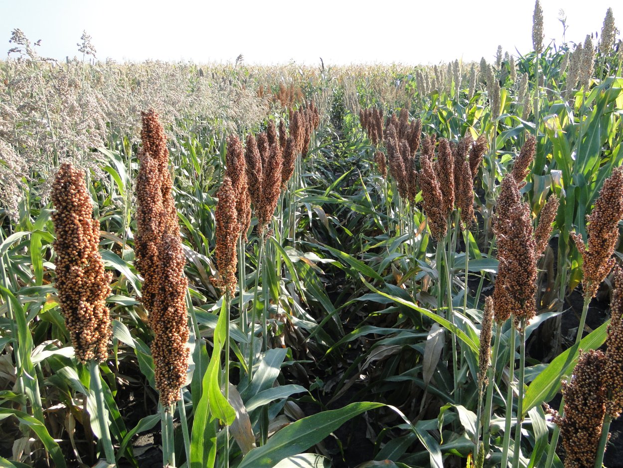 28 Июня – день фита, Святого Вита