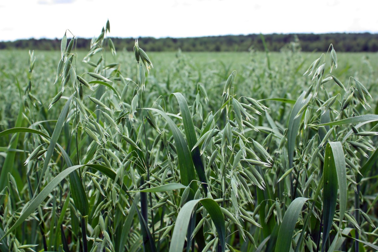 Сорго черное сафари