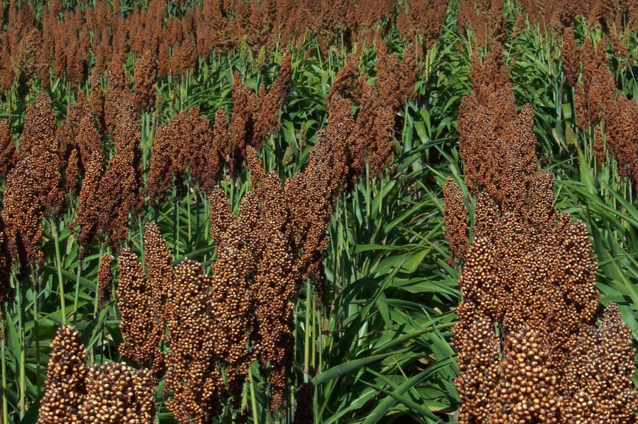 Кукурузное сорго