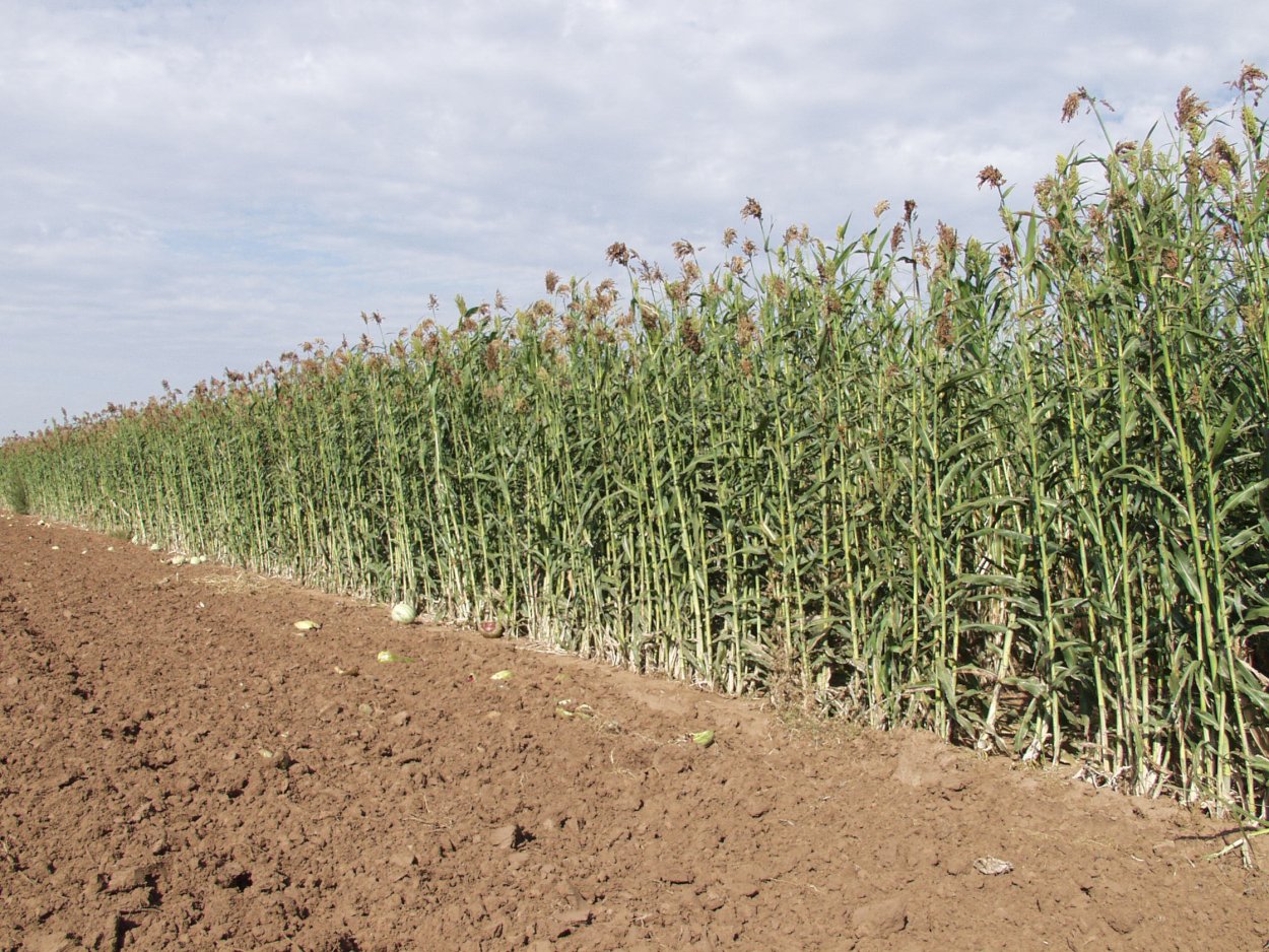 Сорго джугара