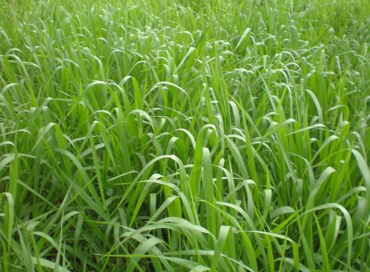 Суданка многолетняя трава