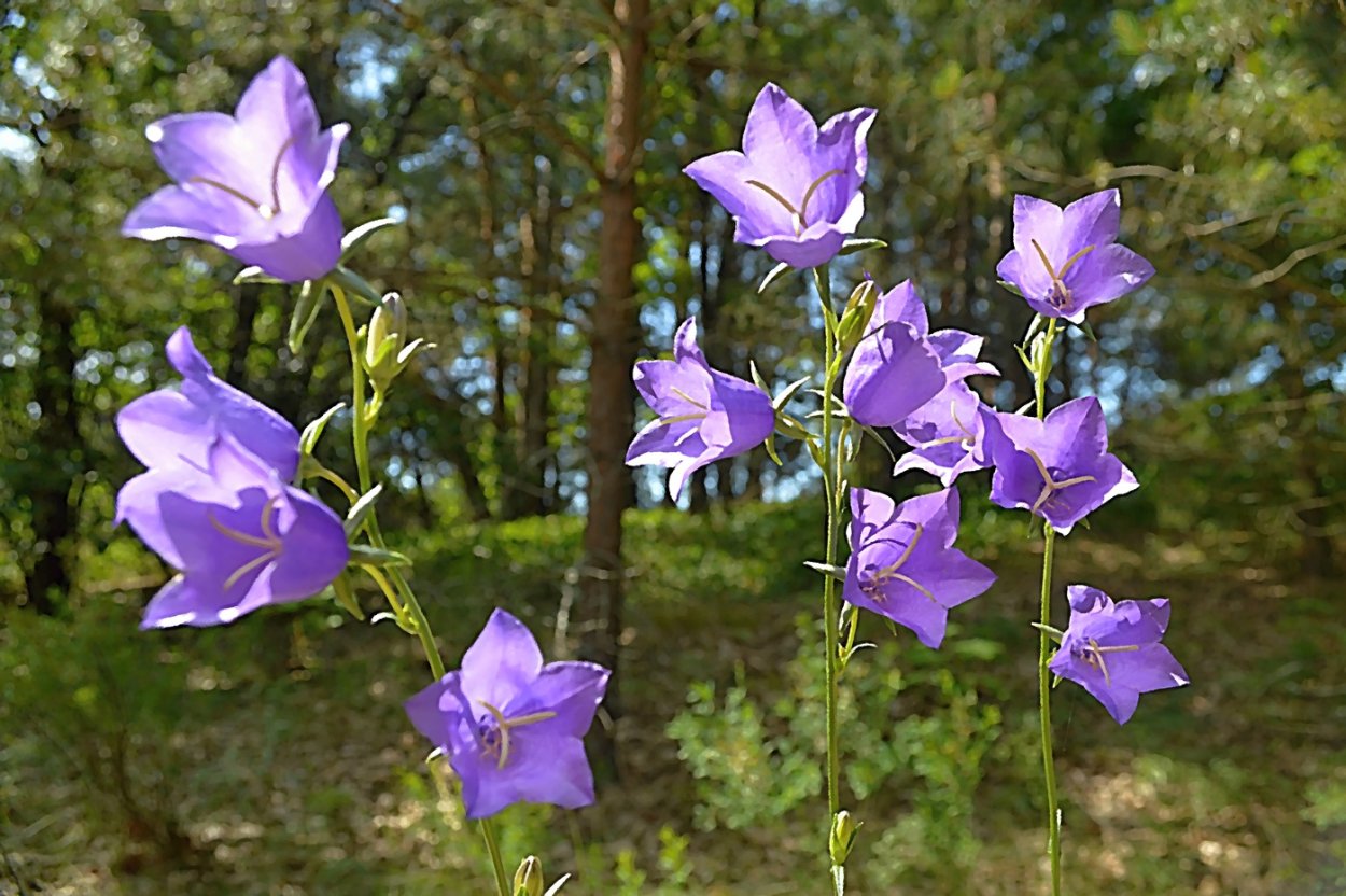 Колокольчики цветы лесные