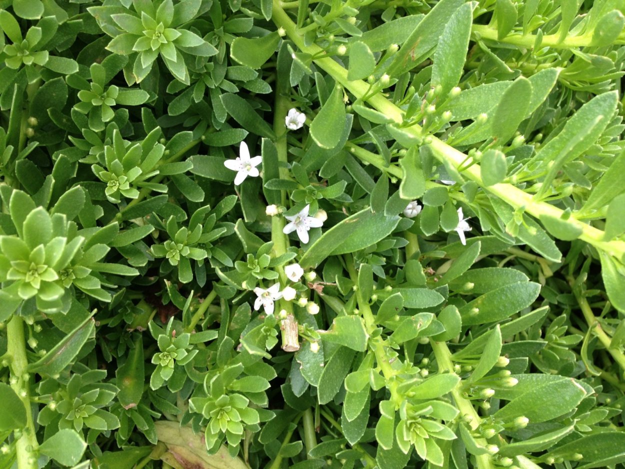 Урц трава армянская