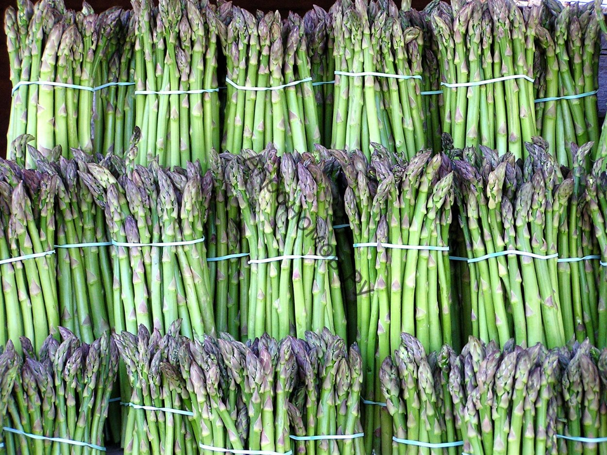 Спаржа кистевидная Asparagus racemosus