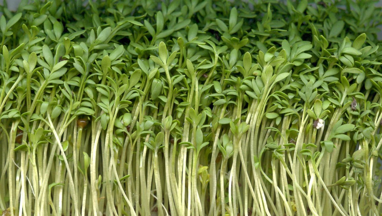 Кресс цицмати