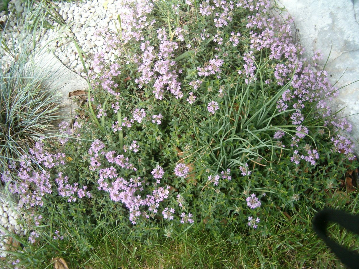 Трава урц Армения