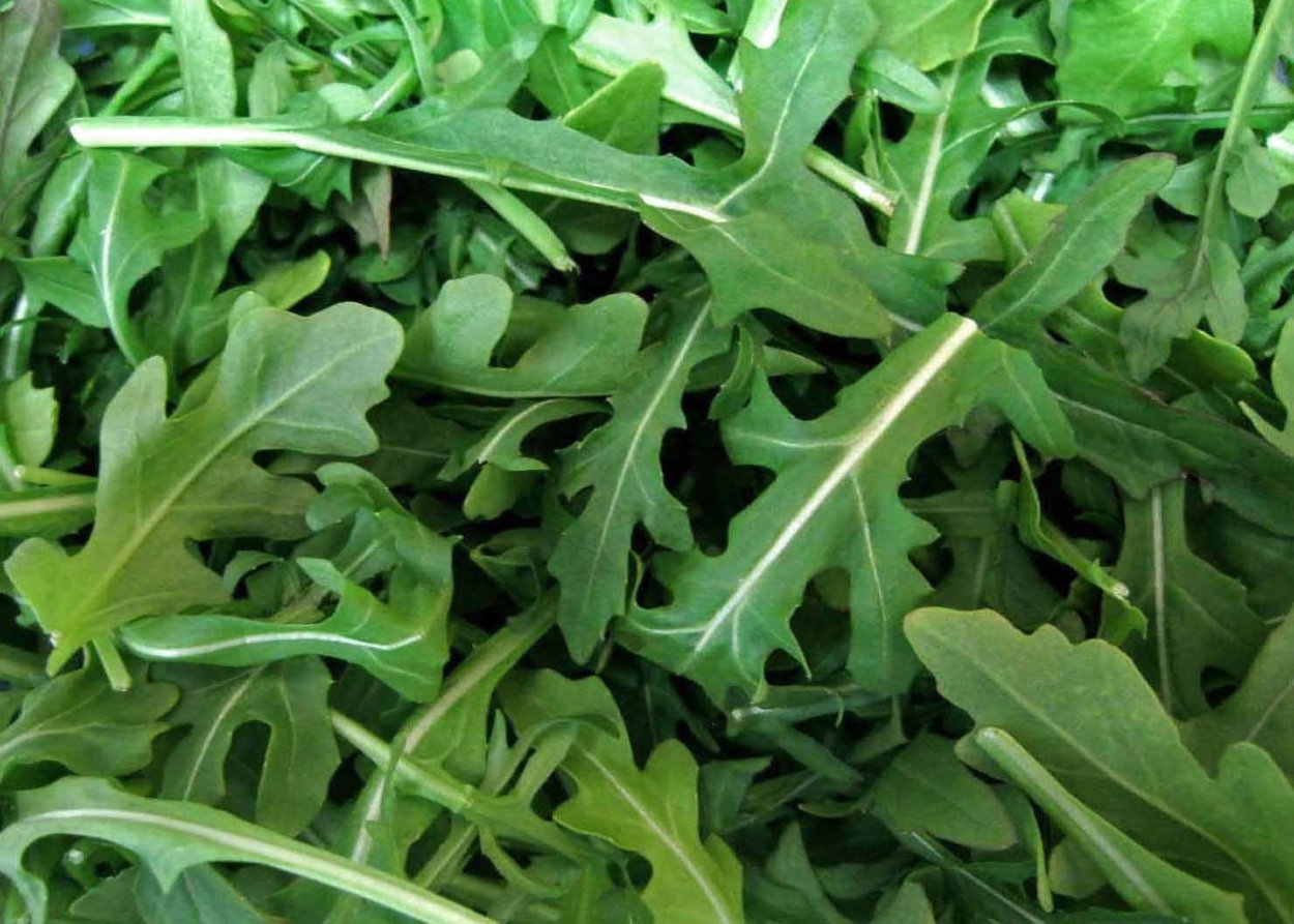 Руккола фиолетовая