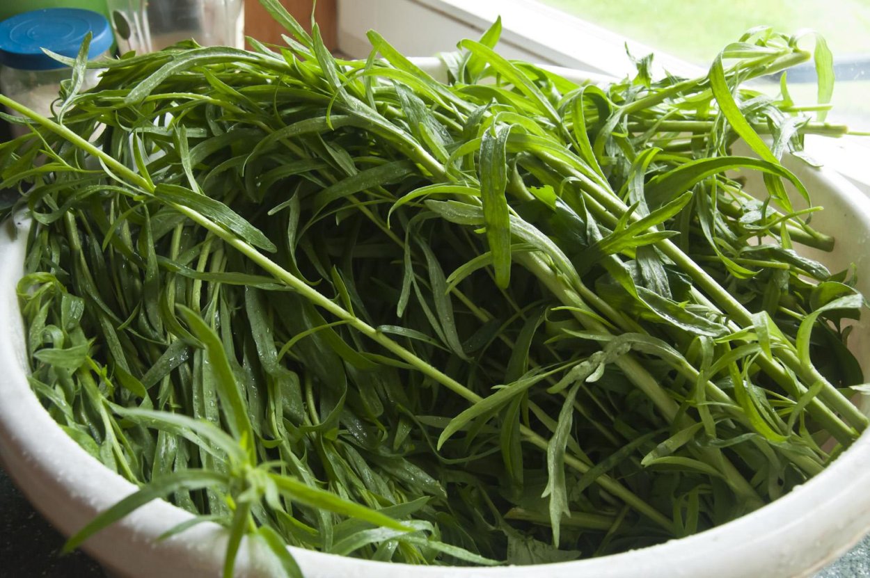 Эстрагон обыкновенный