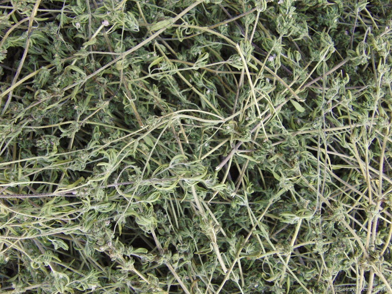 Трава кондари чабер Цитрон