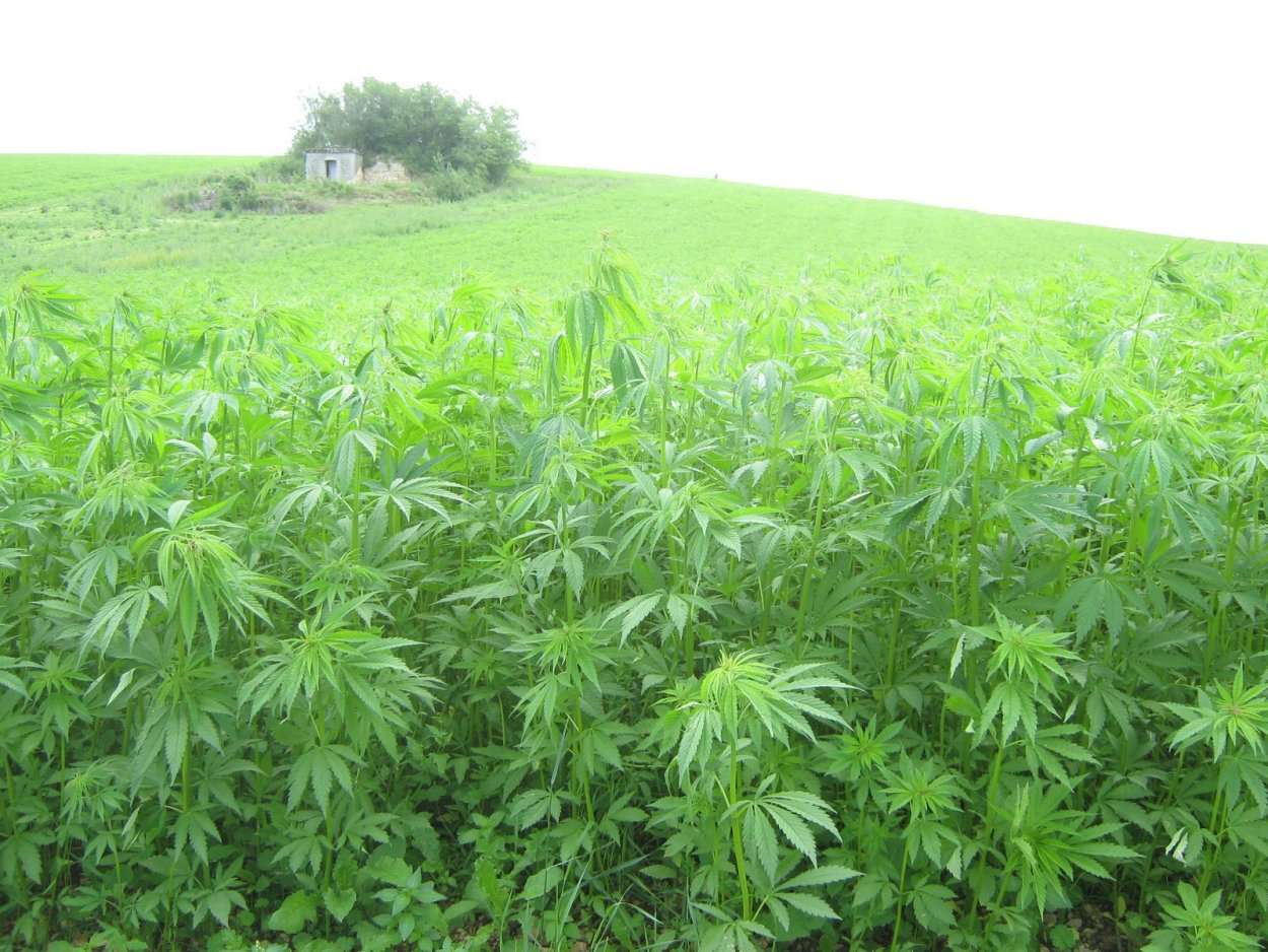Марихуановые плантации
