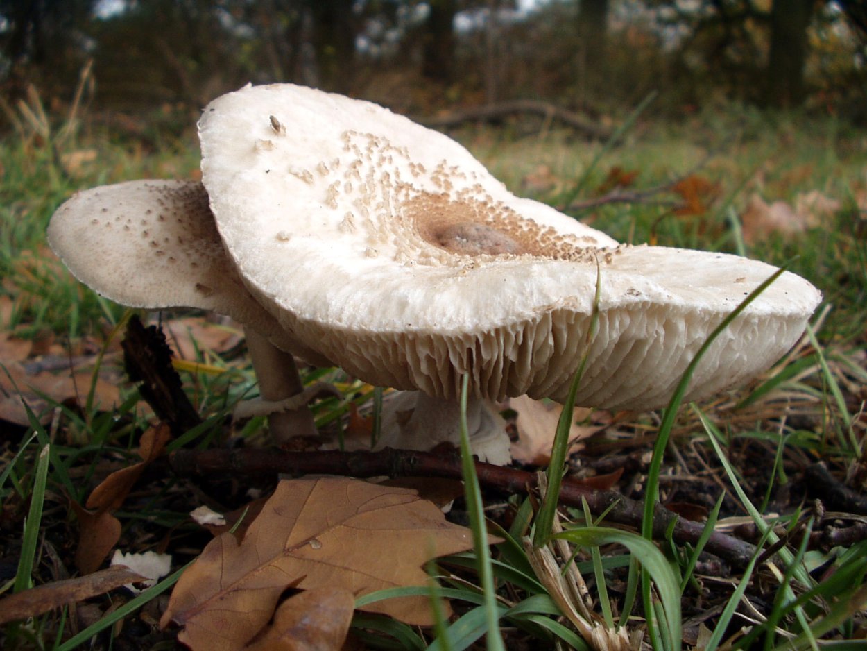 Белый волнистый гриб