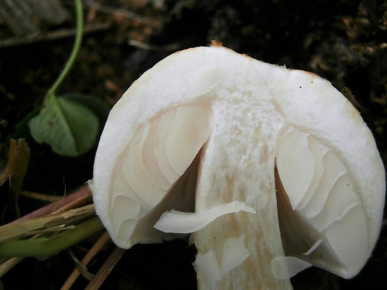 Перечный белый груздь