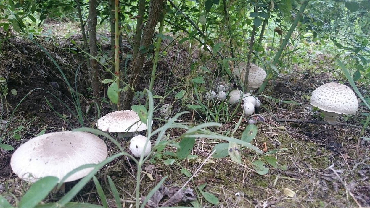 Боровик полубелый