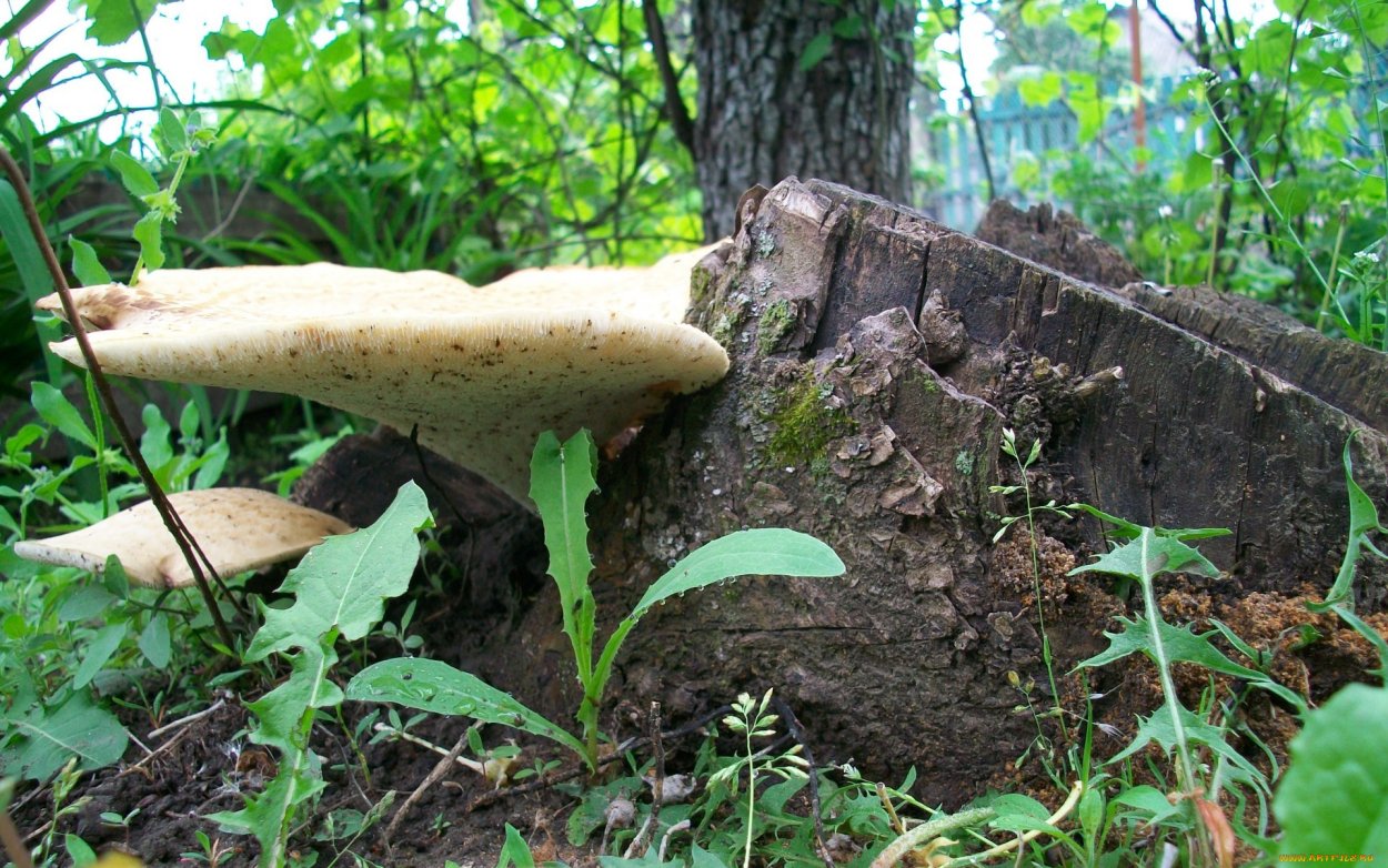 Грибы толкачики съедобные