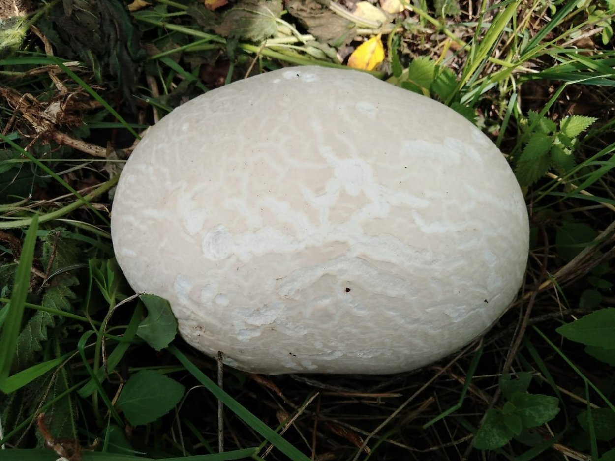 Груздь Дальневосточный