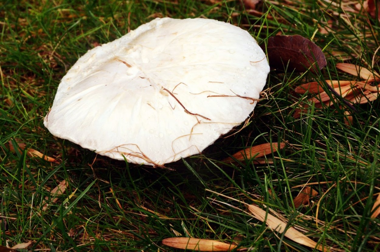 Дождевик белый гриб