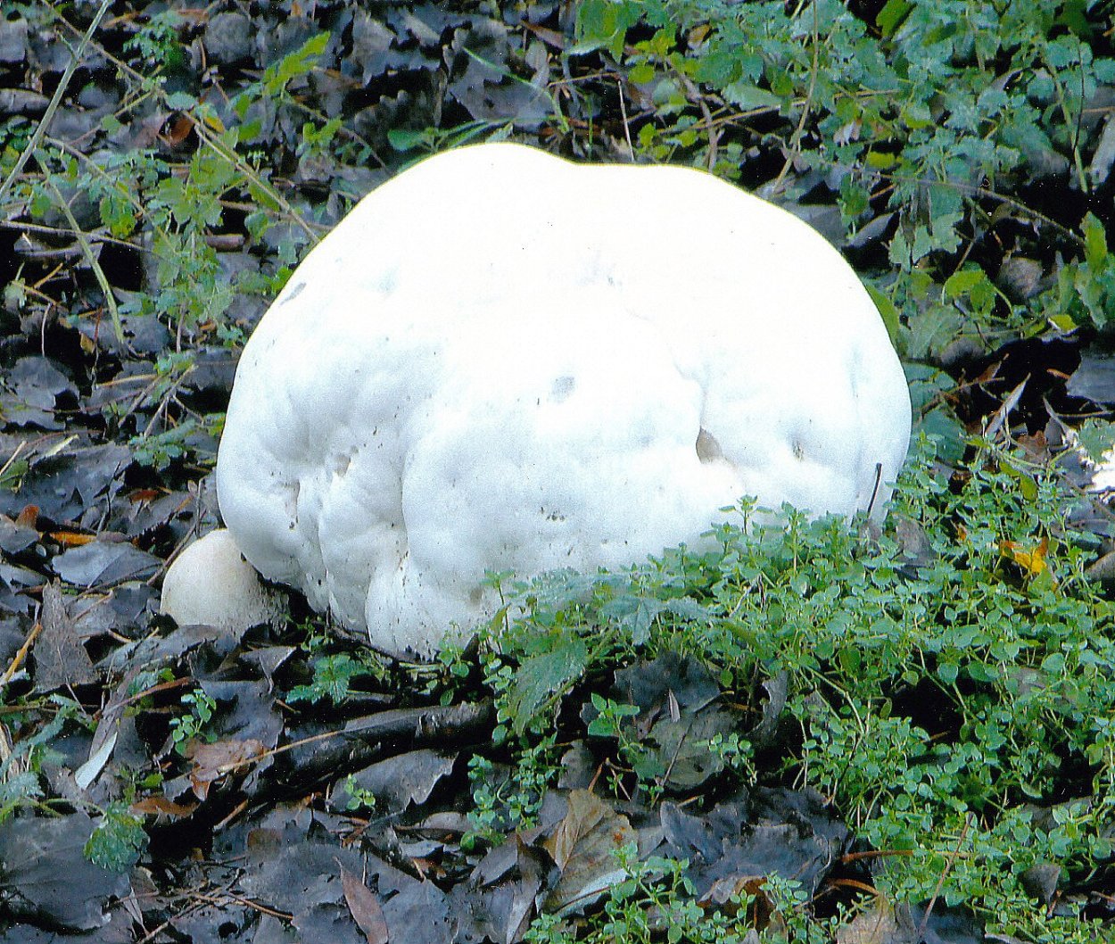 Хлорофиллум свинцовошлаковый