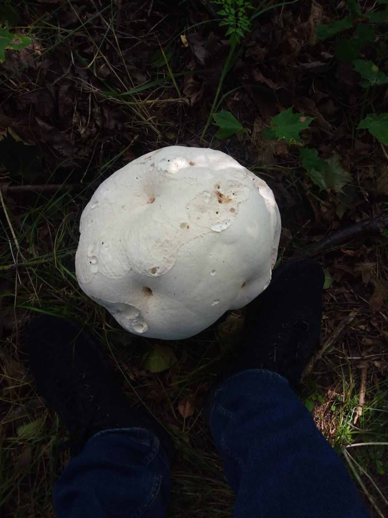 Крымский белый горный гриб