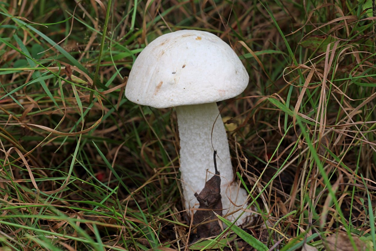 Большой гриб белого цвета